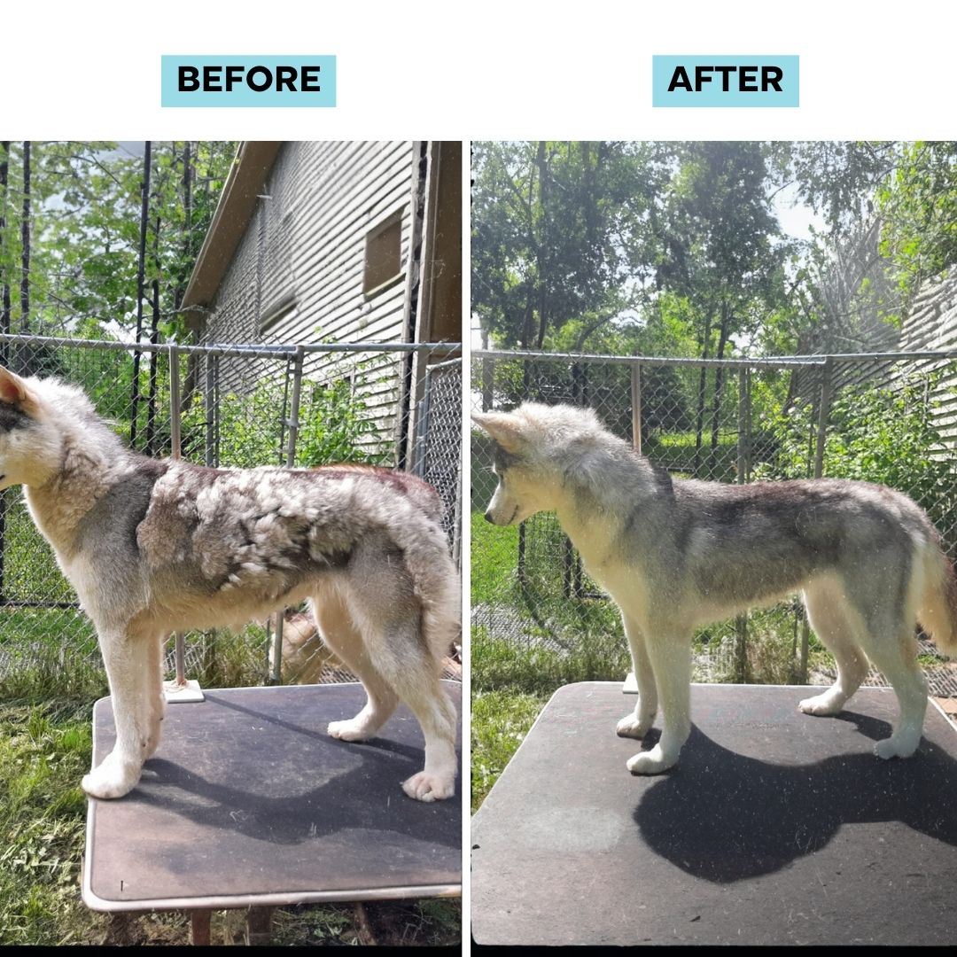 Uprost Pet Grooming Kit - Cordless